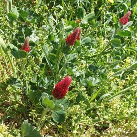 Trèfle incarnat Rouge, trèfle du Roussillon, Trifolium incarnatum